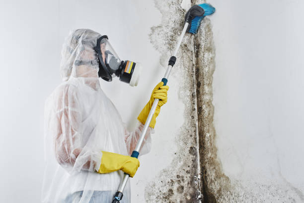 Reliable Brea, CA Mold Removal Solutions