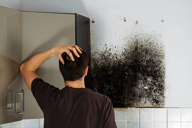 Best Attic Mold Removal  in Brea, CA