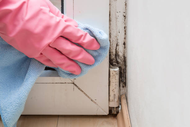 Best Residential Mold Removal  in Brea, CA