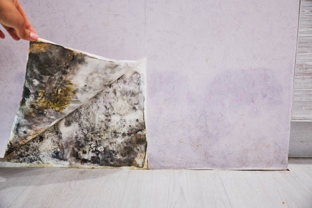Home Mold Removal in Brea, CA